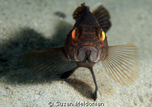 This is how to stand your ground.

Juvenile Black Bass by Suzan Meldonian 